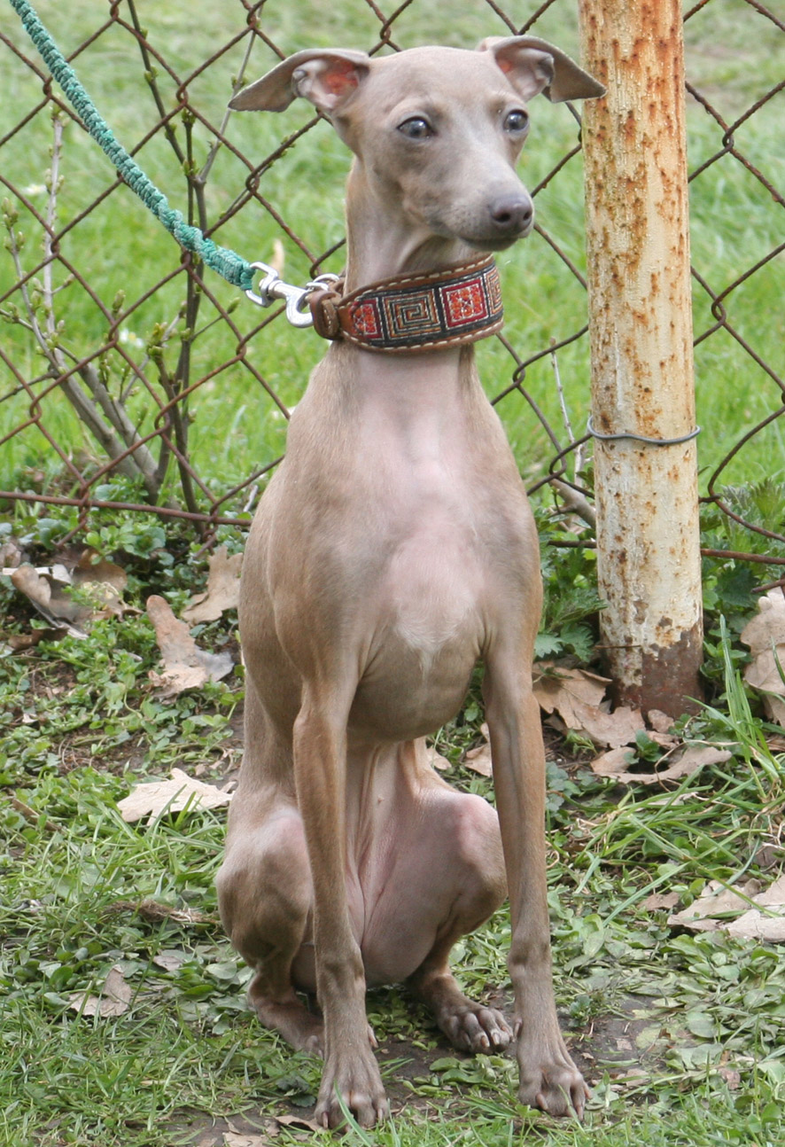 Belladona 8 mesicu 03