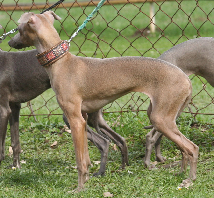 Belladona 8 mesicu 01