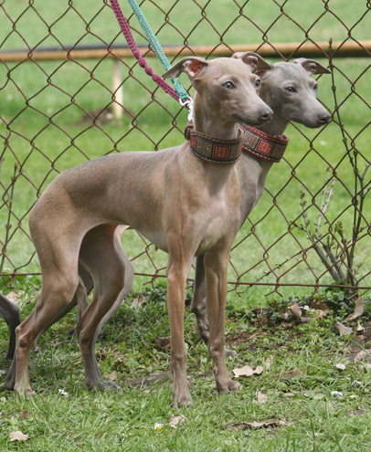 Belladona, Bellis 8 mesicu