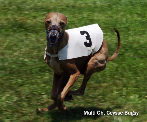 Multi Ch. Ceysse Bugsy, 07.jpg