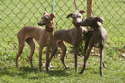 Belladona, Bellis, Cenzi 02
