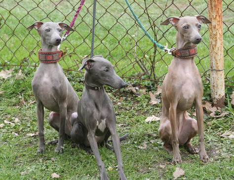 Bellis, Belladona, Cenzi