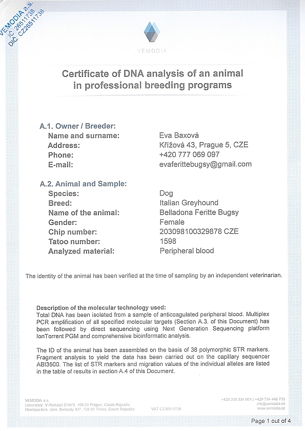 Belladona Feritte Bugsy DNA certifikat EN