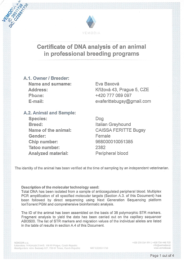 Caissa Feritte Bugsy DNA certifikat EN