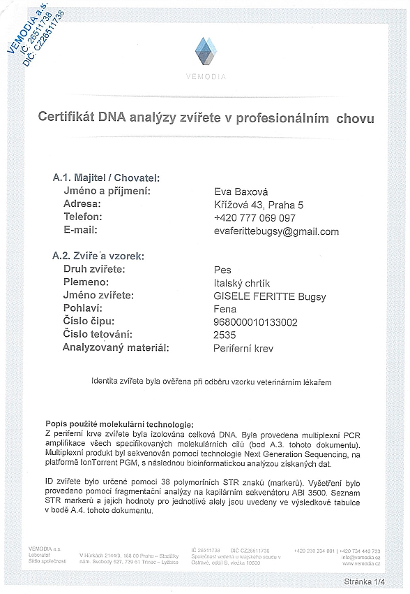 Gisele Feritte Bugsy DNA certifikat CZ