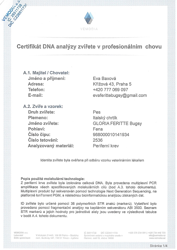 Gloria Feritte Bugsy DNA certifikat  CZ