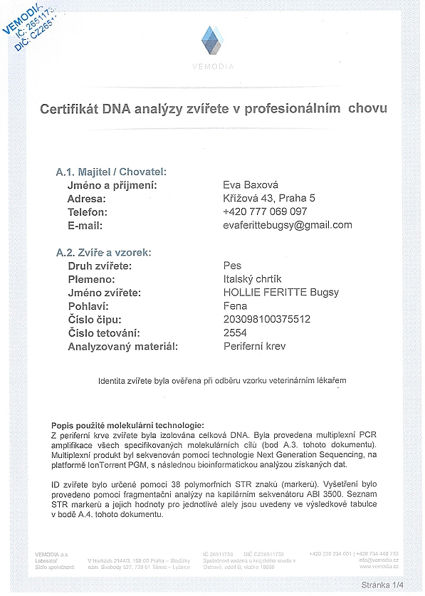 Hollie Feritte Bugsy DNA certifikat CZ