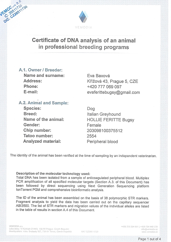 Hollie Feritte Bugsy DNA certifikat EN