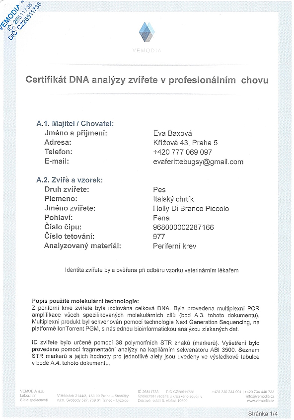 Holly Di Branco Piccolo DNA certifikat CZ