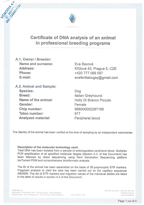 Holly Di Branco Piccolo DNA certifikat EN