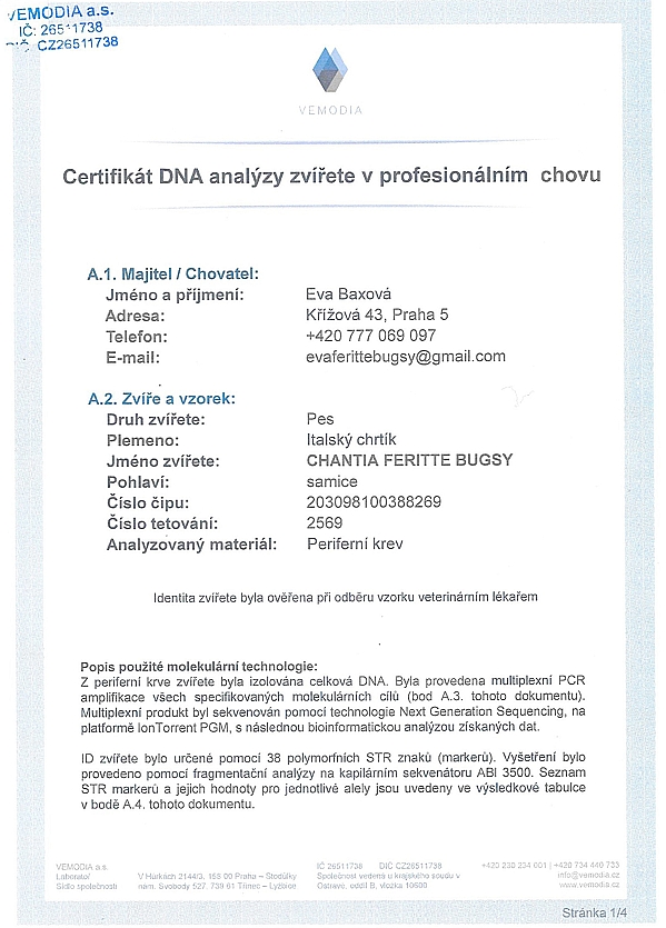 Chantia Feritte Bugsy DNA certifikat CZ