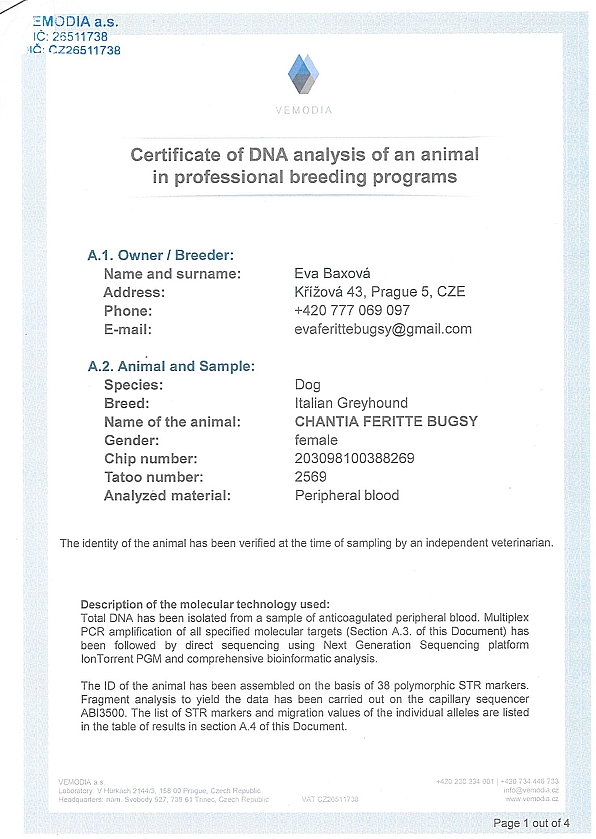Chantia Feritte Bugsy DNA certifikat EN
