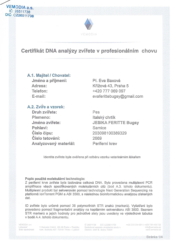 Jesika Feritte Bugsy DNA certifikat CZ