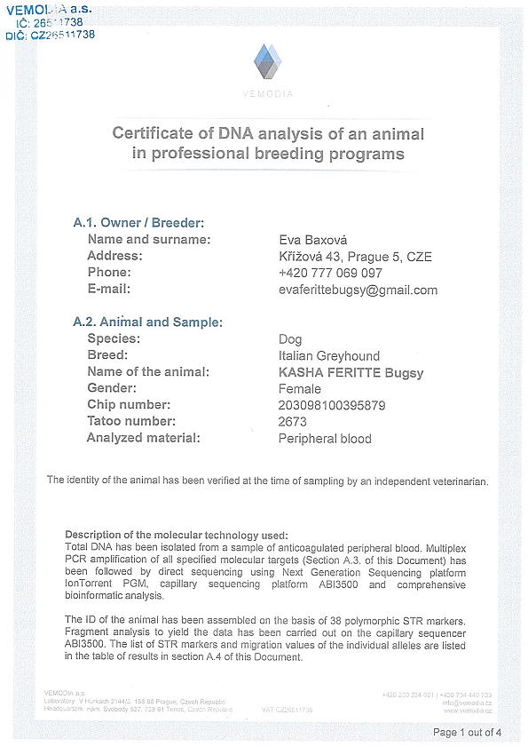 Kasha Feritte Bugsy DNA certifikat EN