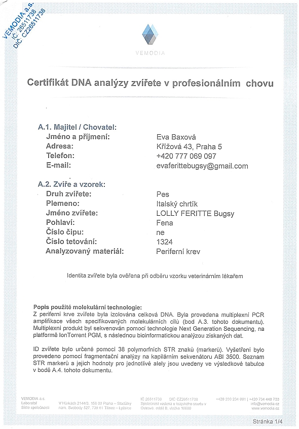 Lolly Feritte Bugsy DNA certifikat CZ