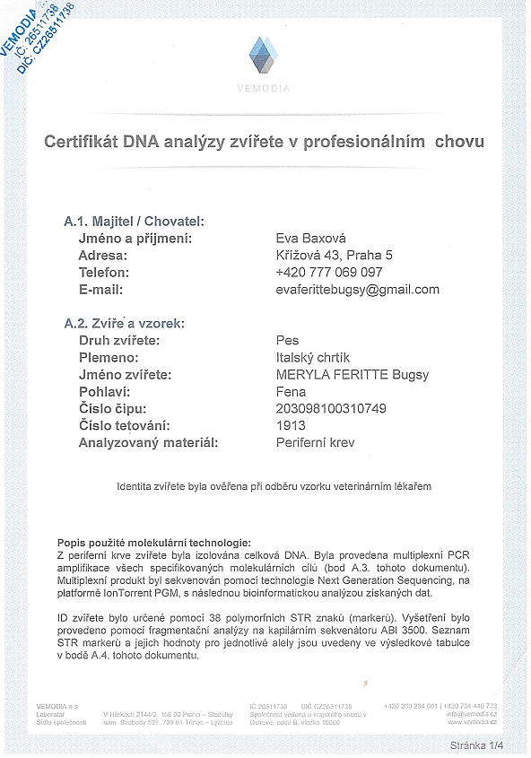 Meryla Feritte Bugsy DNA certifikat CZ