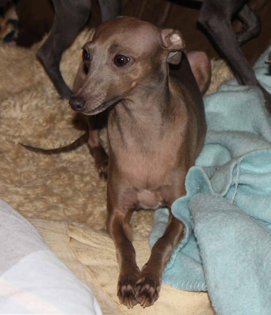Bella 3 roky 03