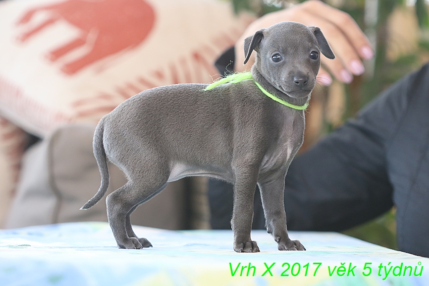 Vrh X 2017 vek 5 tydnu (1)