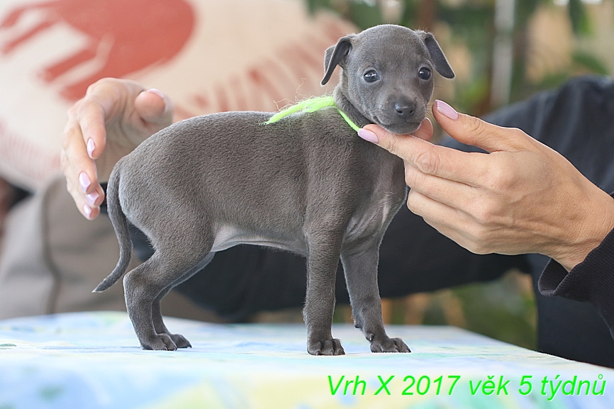 Vrh X 2017 vek 5 tydnu (4)