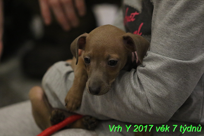 Vrh Y 2017 věk 7 týdnů (18)