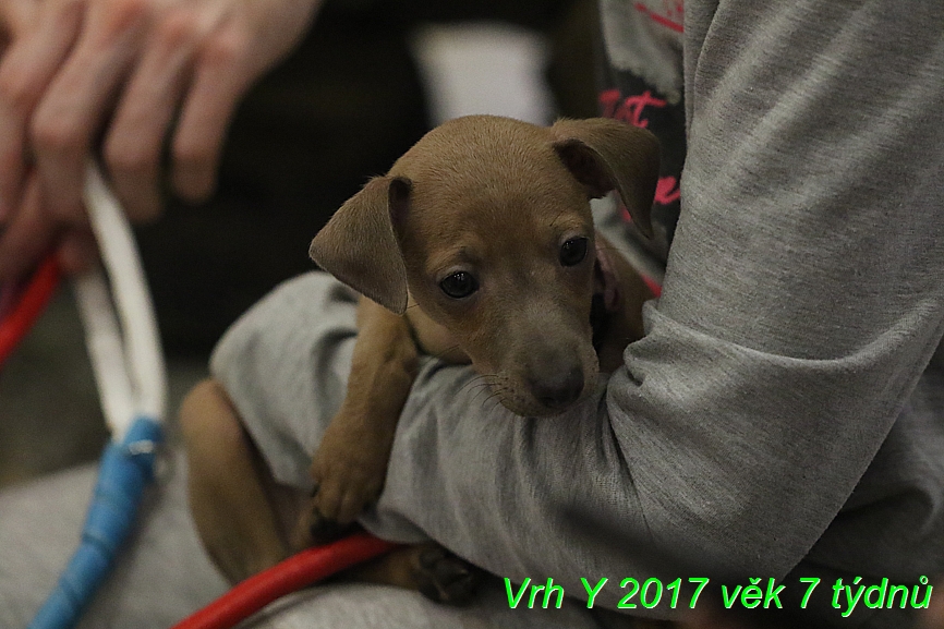 Vrh Y 2017 věk 7 týdnů (19)