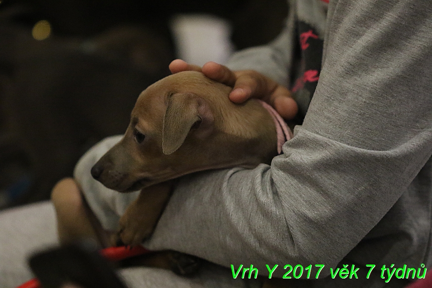 Vrh Y 2017 věk 7 týdnů (20)