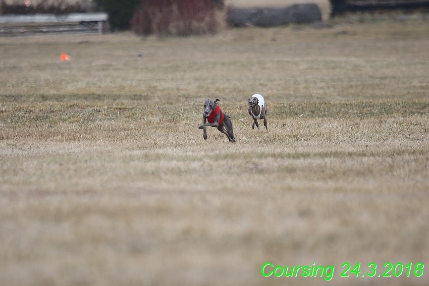 Coursing Jarni otvírák, Kladruby (8)