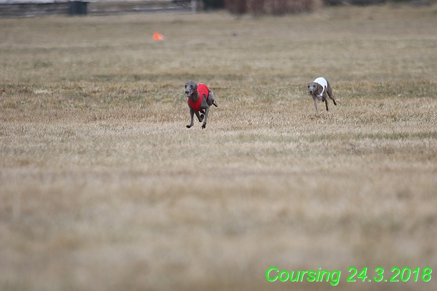 Coursing Jarni otvírák, Kladruby (9)