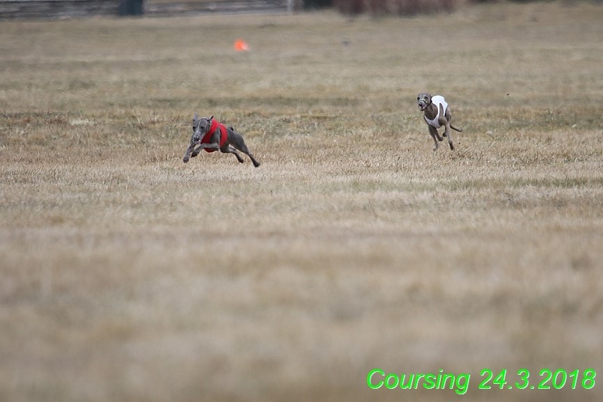 Coursing Jarni otvírák, Kladruby (10)