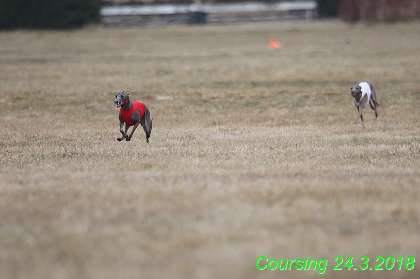 Coursing Jarni otvírák, Kladruby (11)