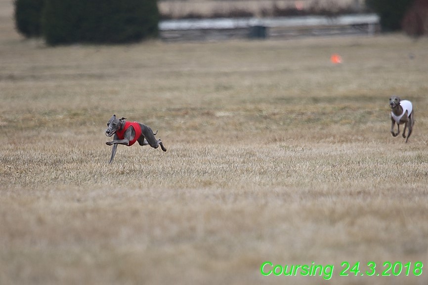 Coursing Jarni otvírák, Kladruby (12)