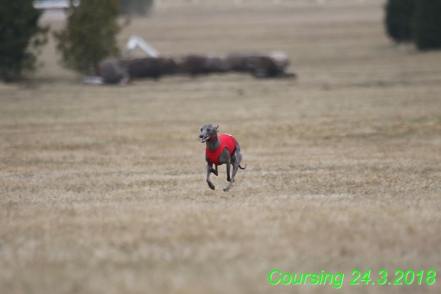 Coursing Jarni otvírák, Kladruby (13)