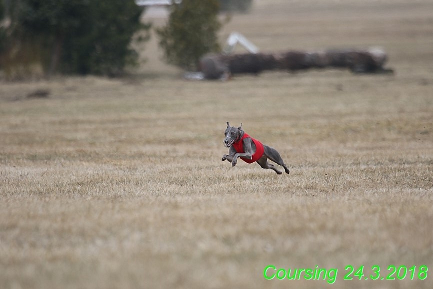 Coursing Jarni otvírák, Kladruby (14)