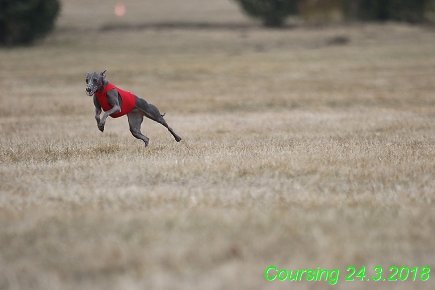 Coursing Jarni otvírák, Kladruby (15)