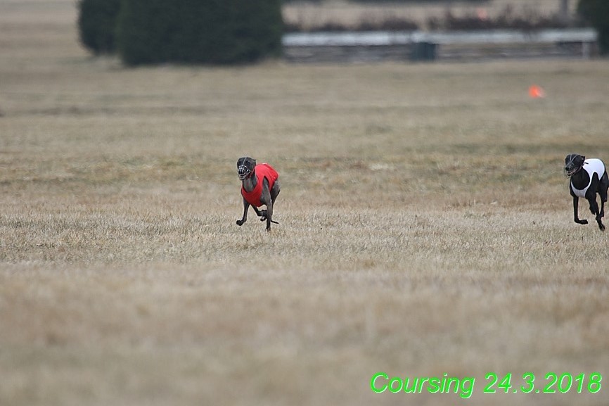 Coursing Jarni otvírák, Kladruby (58)