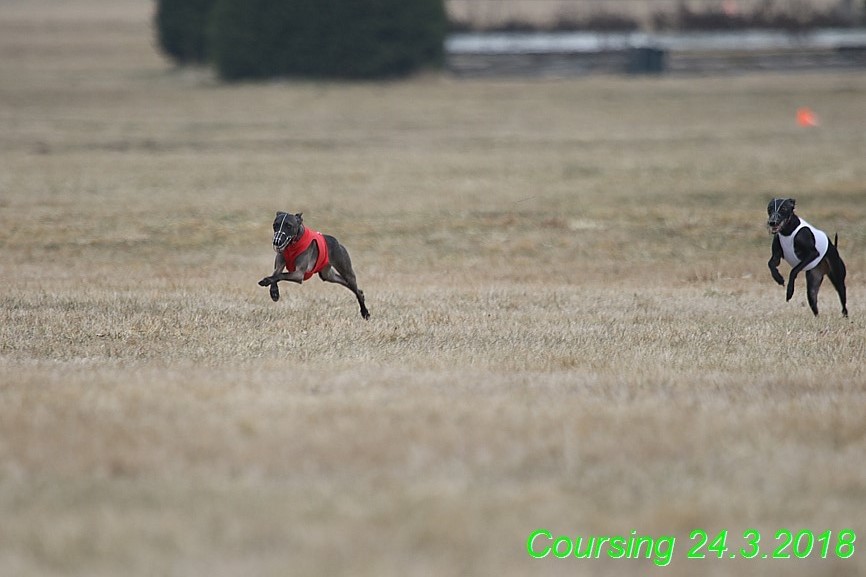 Coursing Jarni otvírák, Kladruby (59)