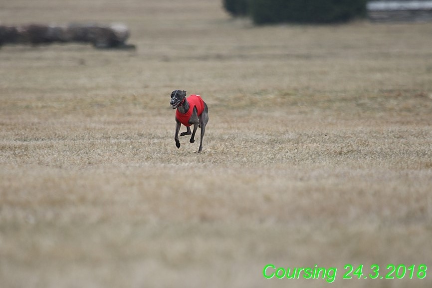 Coursing Jarni otvírák, Kladruby (60)