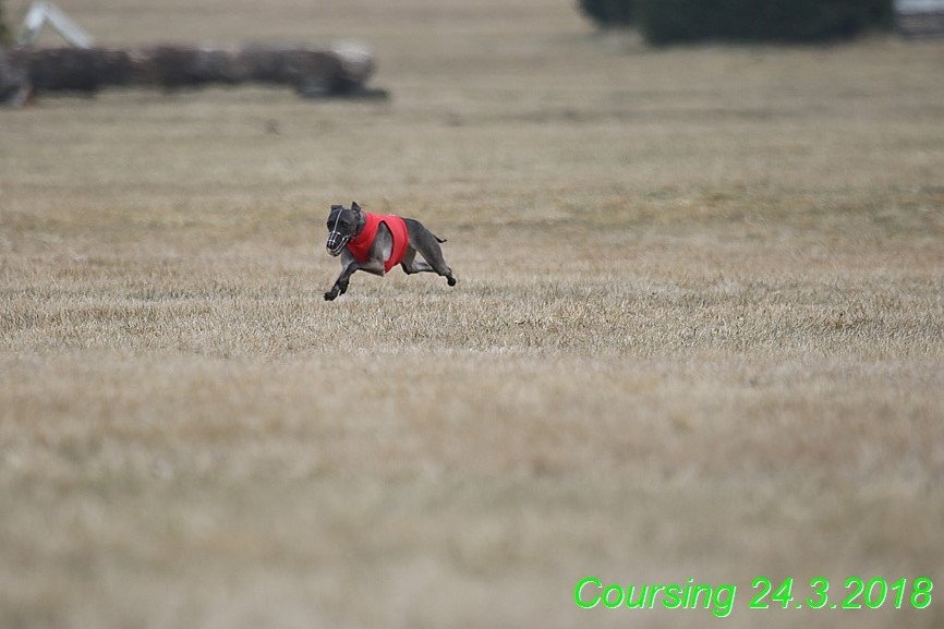 Coursing Jarni otvírák, Kladruby (61)