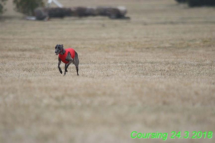 Coursing Jarni otvírák, Kladruby (62)