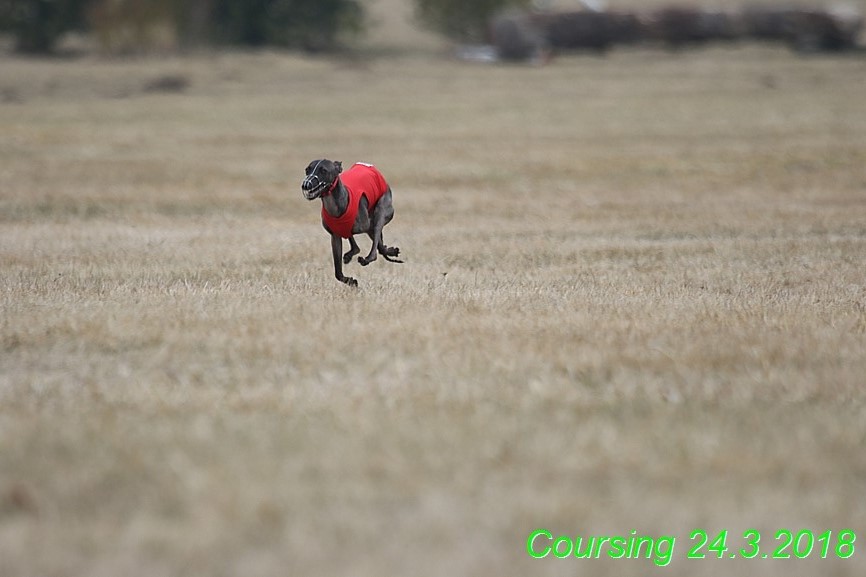 Coursing Jarni otvírák, Kladruby (63)