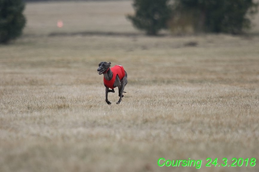 Coursing Jarni otvírák, Kladruby (64)