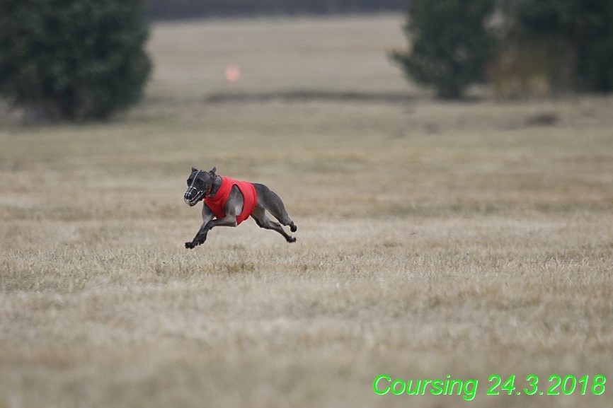 Coursing Jarni otvírák, Kladruby (65)