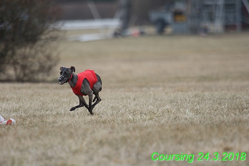 Coursing Jarni otvírák, Kladruby (66)