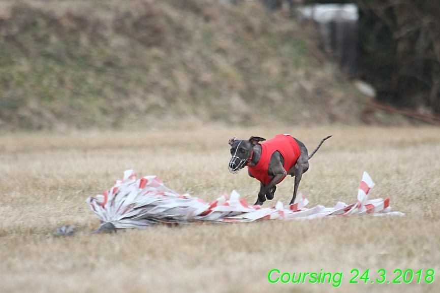 Coursing Jarni otvírák, Kladruby (67)