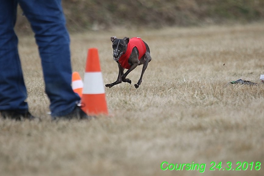 Coursing Jarni otvírák, Kladruby (68)