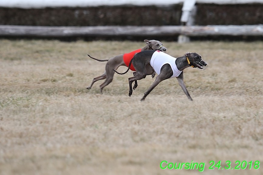 Coursing Jarni otvírák, Kladruby (243)