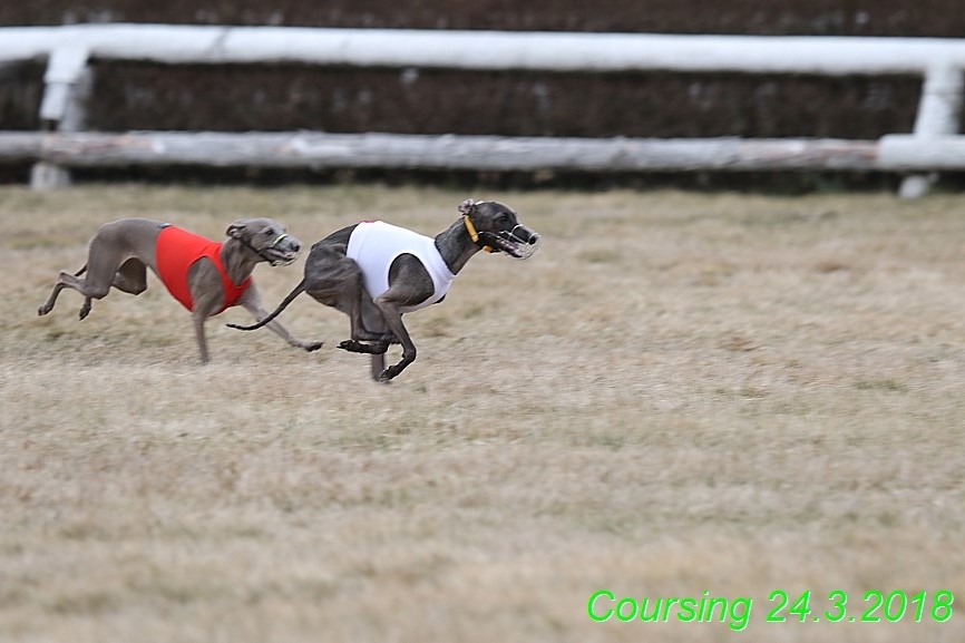 Coursing Jarni otvírák, Kladruby (244)