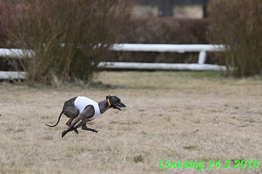 Coursing Jarni otvírák, Kladruby (246)