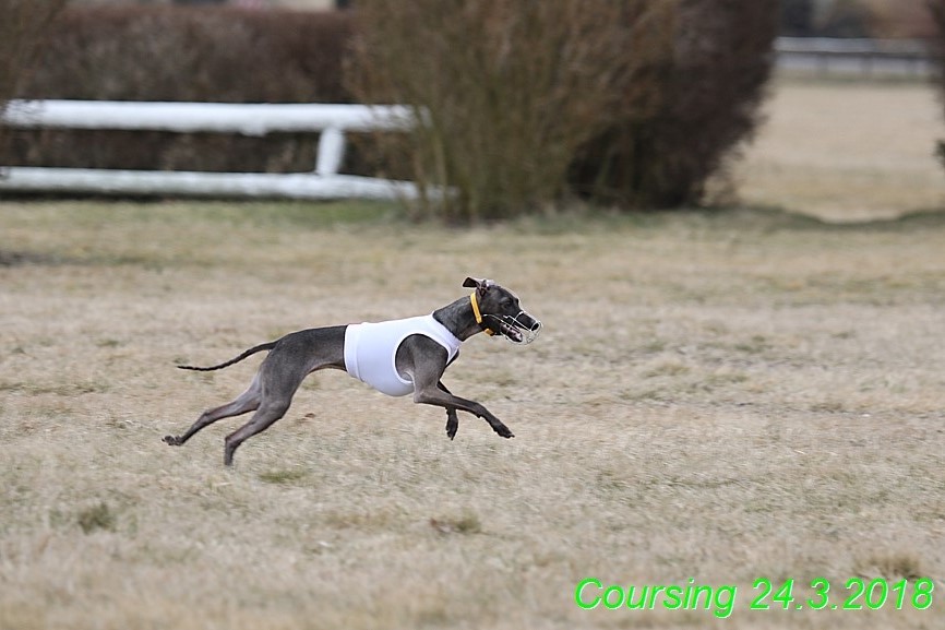 Coursing Jarni otvírák, Kladruby (247)