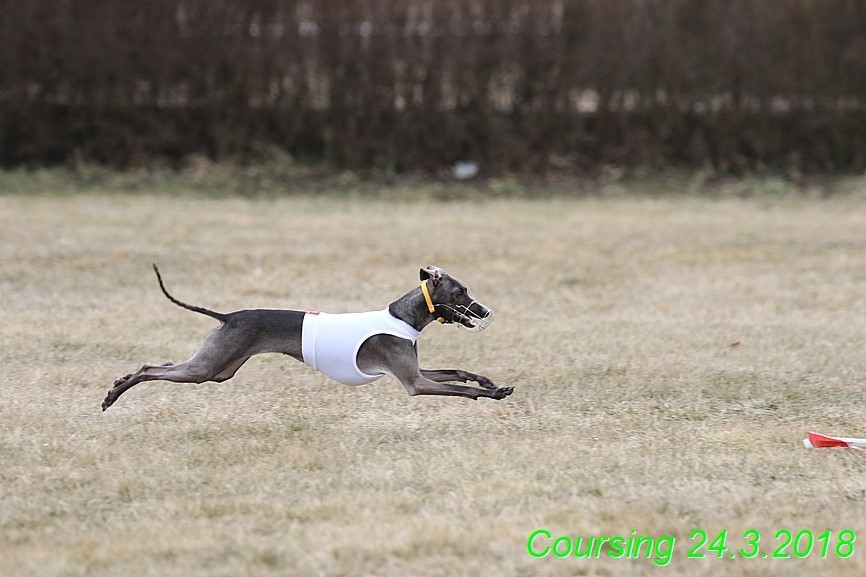 Coursing Jarni otvírák, Kladruby (250)